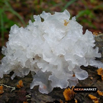 Primer plano de un extracto natural de Tremella con textura hidratante, utilizado como ingrediente en productos para el cuidado facial.